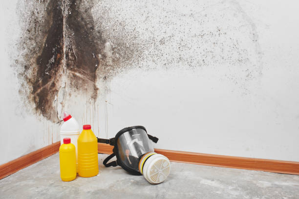 Best Mold removal after water damage  in Wildwood, NJ